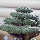 [準現貨][預計1月尾到貨] 龍貓 下雨車站流水擺設 SD0003